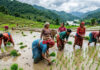 हालसम्म देशभर करिब ६२ प्रतिशत धान रोपाइँ