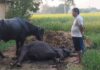 दाङमा बाँधिराखेको राँगोमाथि बिजुलीको तार खस्दा